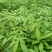 桢楠杯苗