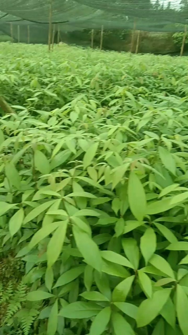 桢楠杯苗