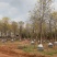 黄花风铃木场地清空打包发货基地直销数量100多棵
