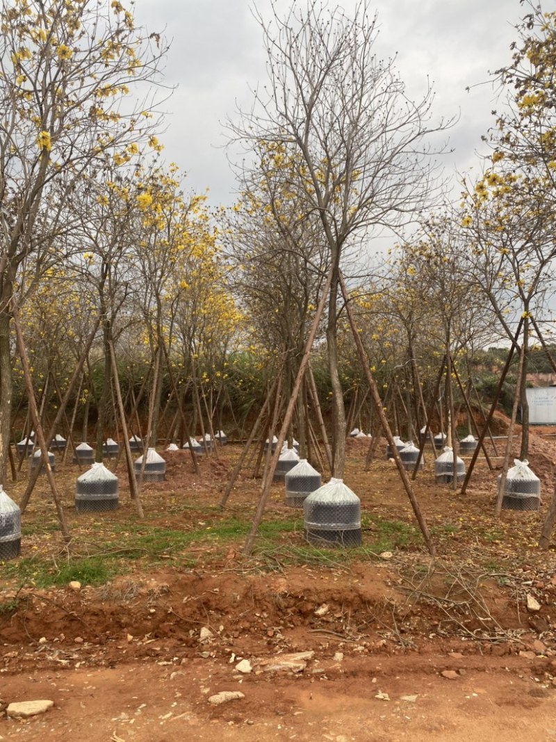 黄花风铃木场地清空打包发货基地直销数量100多棵