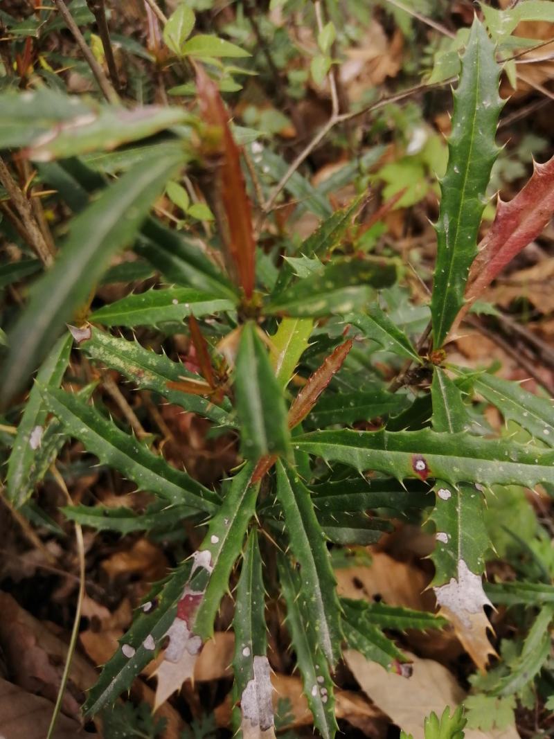 三棵针三颗针刺黄莲钢针刺纯野生鲜货干货产地直供