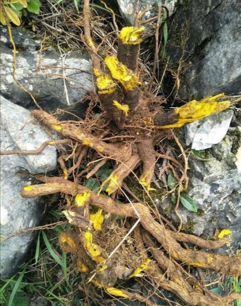三棵针三颗针刺黄莲钢针刺纯野生鲜货干货产地直供
