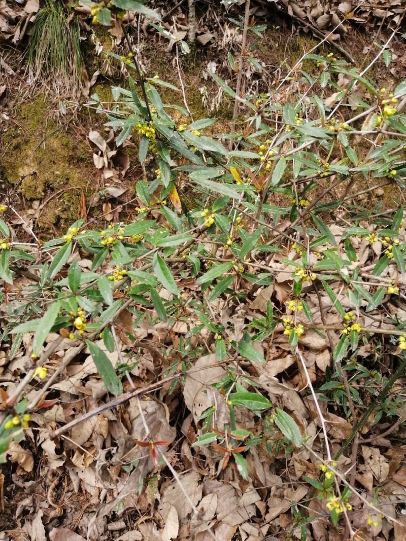 三棵针三颗针刺黄莲钢针刺纯野生鲜货干货产地直供