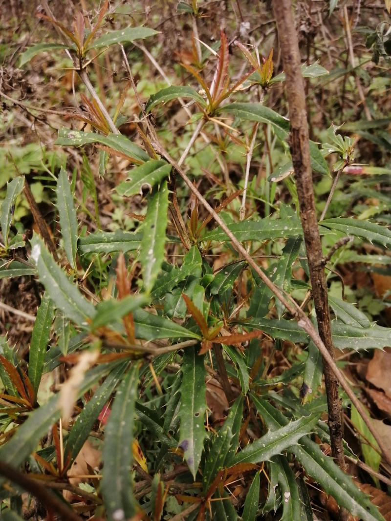 三棵针三颗针刺黄莲钢针刺纯野生鲜货干货产地直供