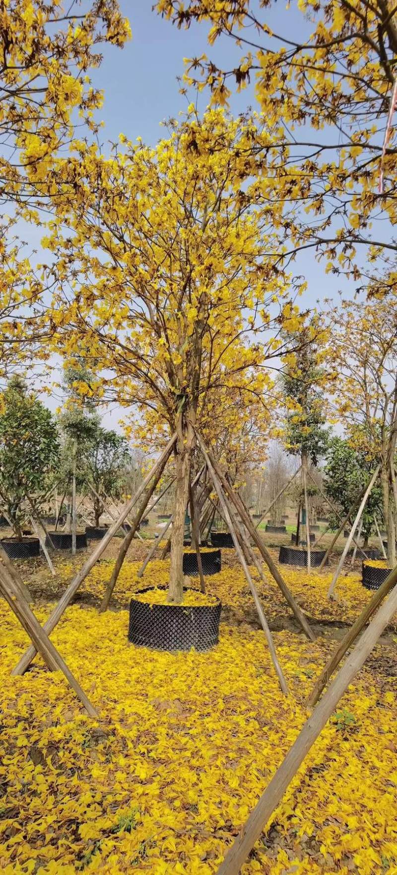 5-20公分黄花风铃木，光棍-骨架-全冠！