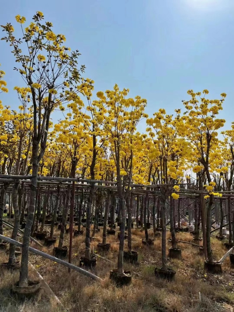 5-20公分黄花风铃木，光棍-骨架-全冠！