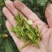 绿茶正宗2023年信阳毛尖茶叶茶农原产地直销保质保量明茶