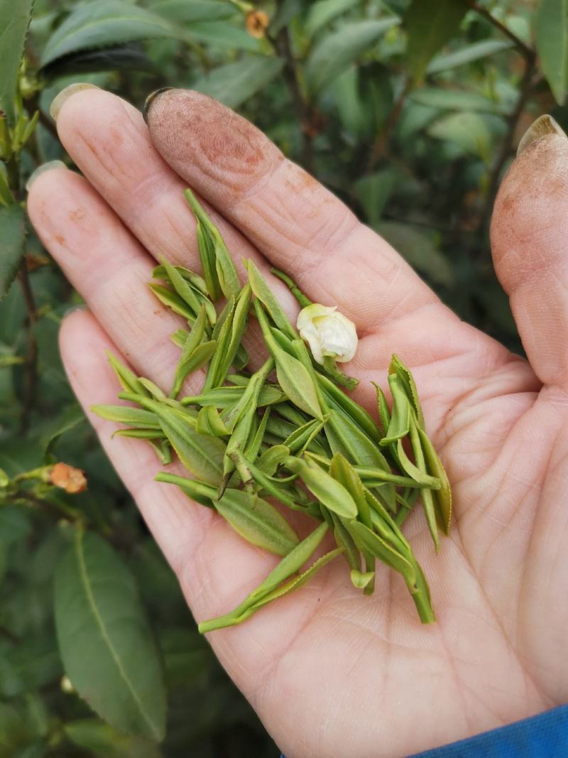 绿茶正宗2023年信阳毛尖茶叶茶农原产地直销保质保量明茶