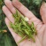 绿茶正宗2023年信阳毛尖茶叶茶农原产地直销保质保量明茶