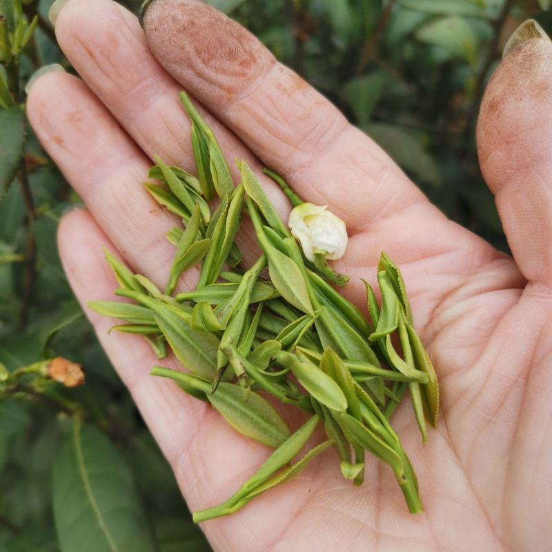 绿茶正宗2023年信阳毛尖茶叶茶农原产地直销保质保量明茶