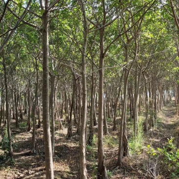 小叶榕细叶榕地苗袋苗5-30公分集全风景树高度可定制