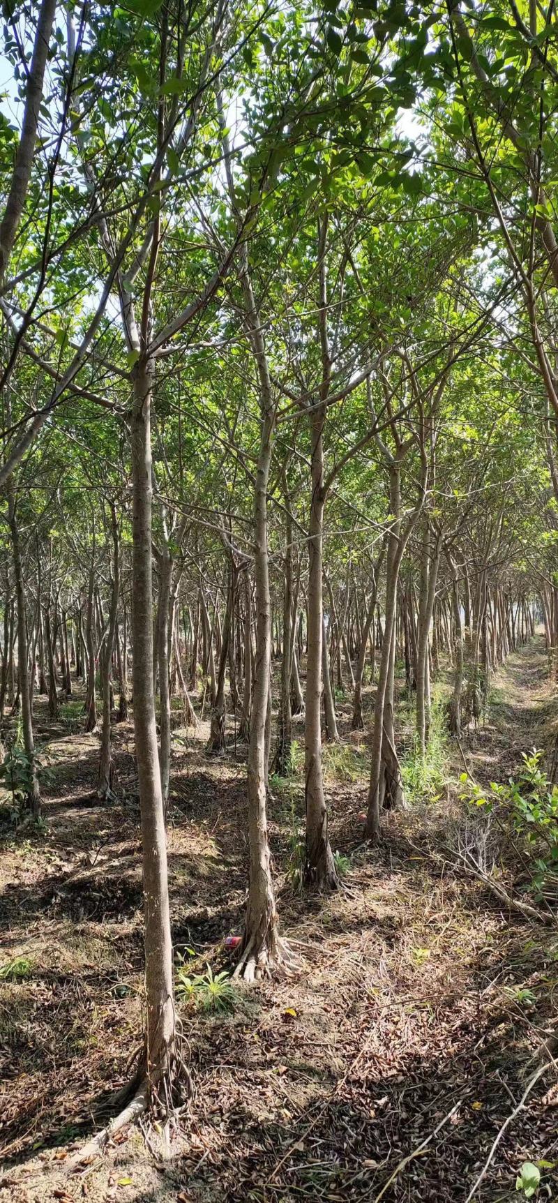 小叶榕细叶榕地苗袋苗5-30公分集全风景树高度可定制