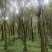 小叶榕细叶榕地苗袋苗5-30公分集全风景树高度可定制