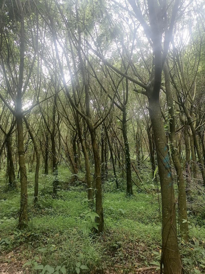 小叶榕细叶榕地苗袋苗5-30公分集全风景树高度可定制