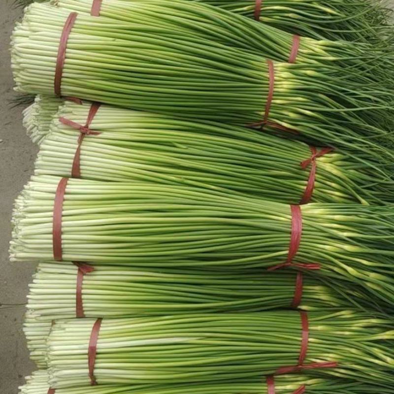 白帽、红帽蒜薹干苔苔长80一手货源产地直发