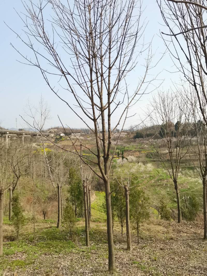 七叶树250~350cm350cm以上