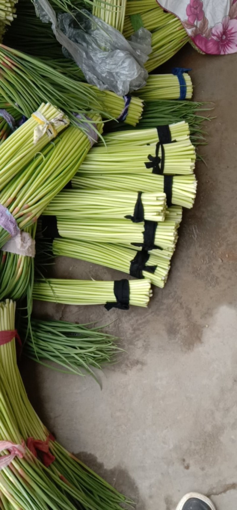 杞县早熟蒜薹