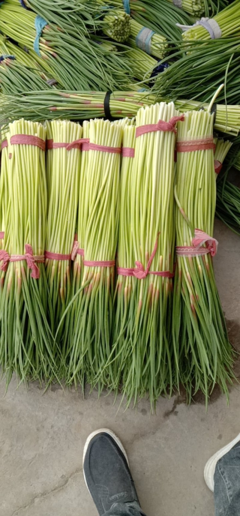 杞县早熟蒜薹