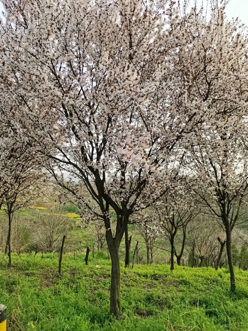 红叶李热销中欢迎洽谈