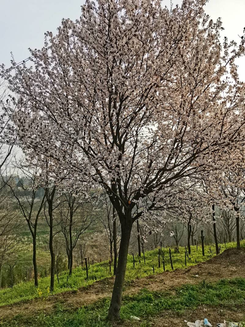 红叶李热销中欢迎洽谈