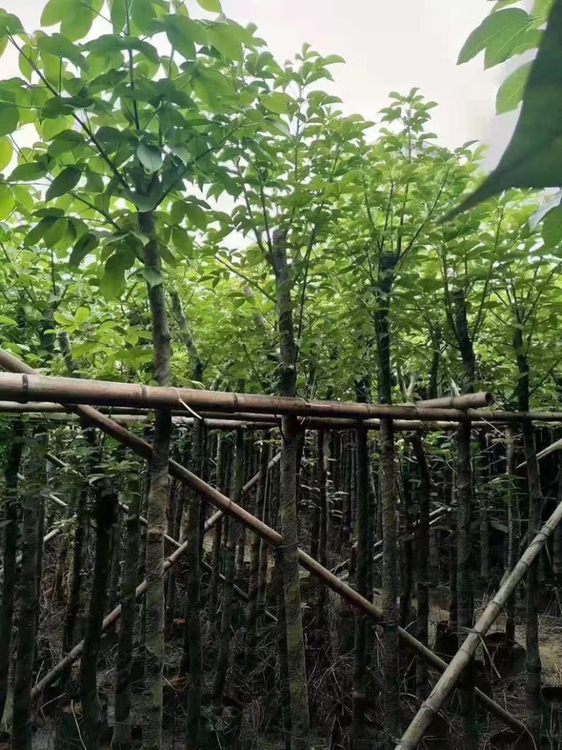 精品秋枫5-35公分，光棍-骨架-全冠！大量供应！