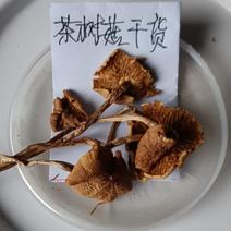 农民自种的茶树菇，自晒新鲜，500克为—件包邮。