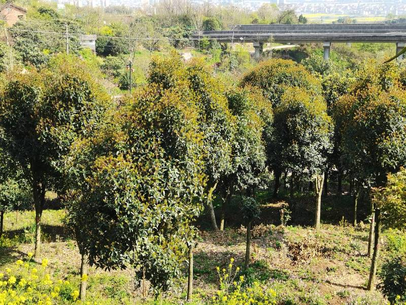 黄金桂花树低价热销欢迎洽谈