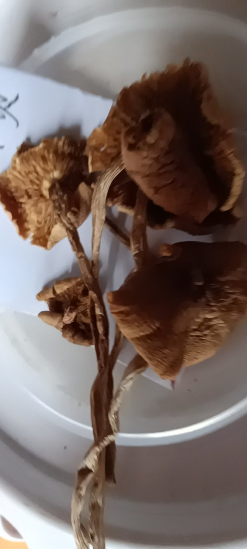 农民自种的茶树菇，自晒新鲜，500克为—件包邮。