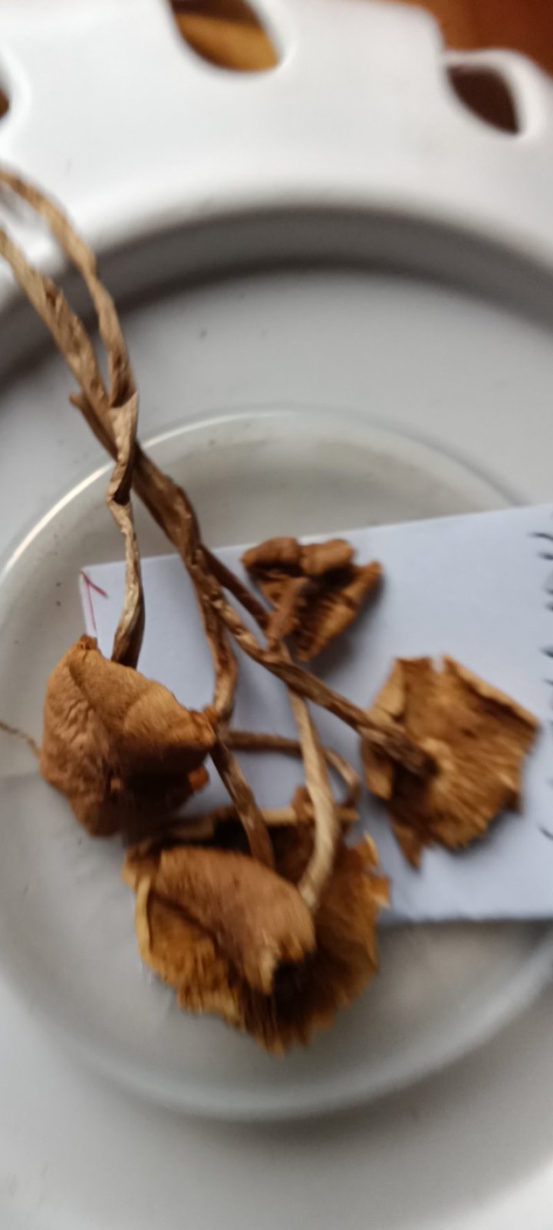 农民自种的茶树菇，自晒新鲜，500克为—件包邮。