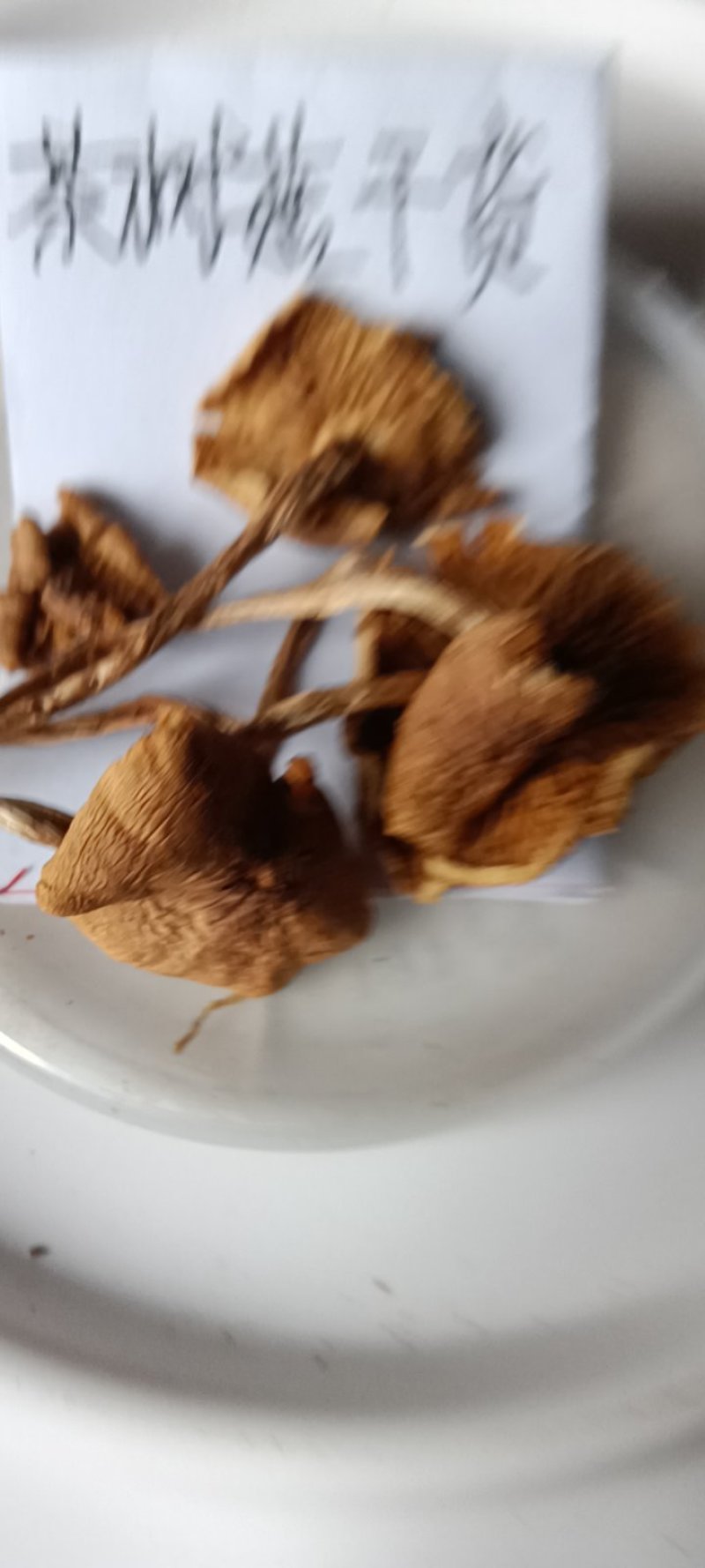 农民自种的茶树菇，自晒新鲜，500克为—件包邮。
