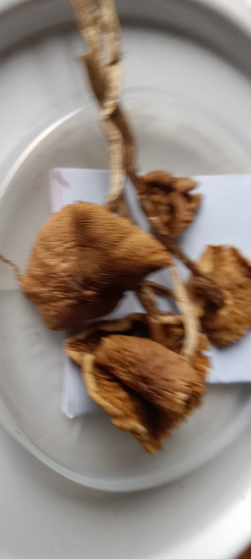 农民自种的茶树菇，自晒新鲜，500克为—件包邮。