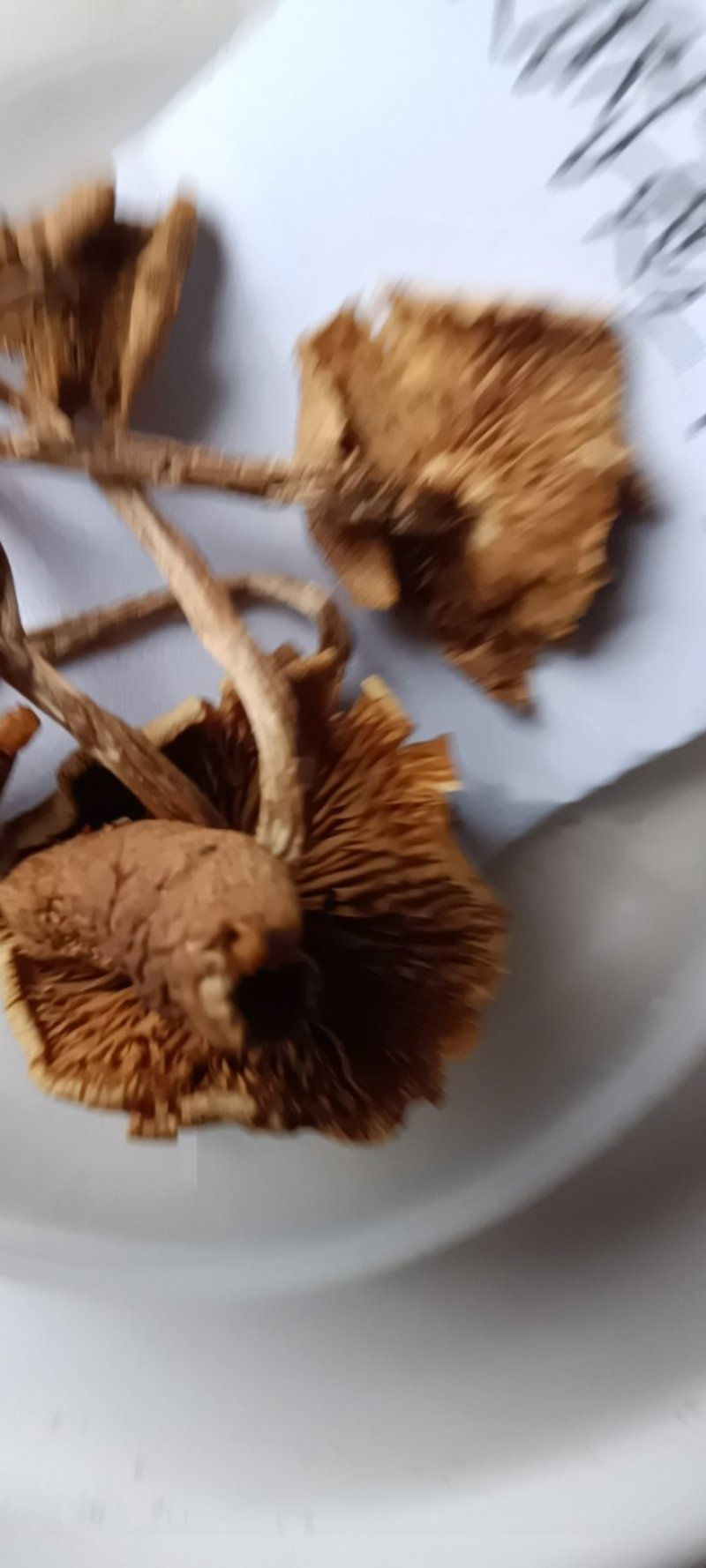 农民自种的茶树菇，自晒新鲜，500克为—件包邮。