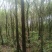 小叶榕细叶榕地苗袋苗5-30公分集全风景树高度可定制