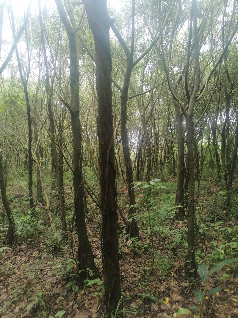 小叶榕细叶榕地苗袋苗5-30公分集全风景树高度可定制