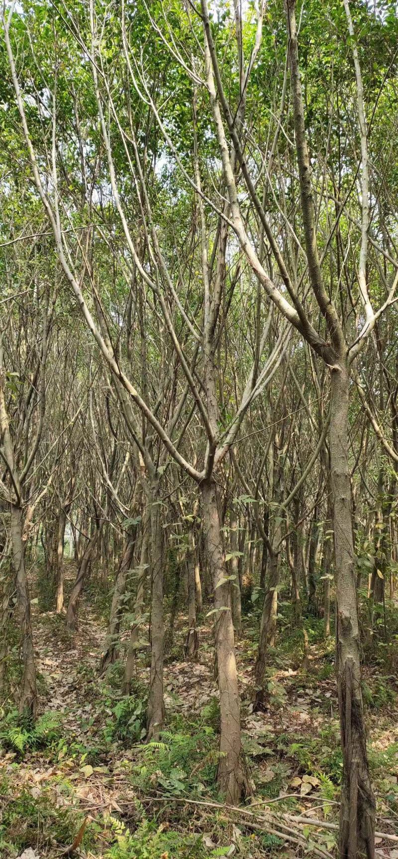 小叶榕细叶榕地苗袋苗5-30公分集全风景树高度可定制