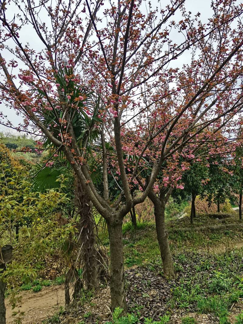 大规格樱花树出售欢迎您的到来