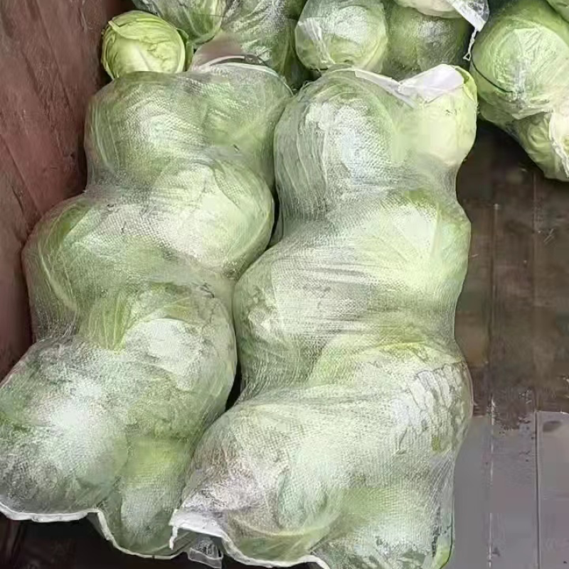 精品甘蓝圆包菜产地直销品质保证欢迎选购大量供应