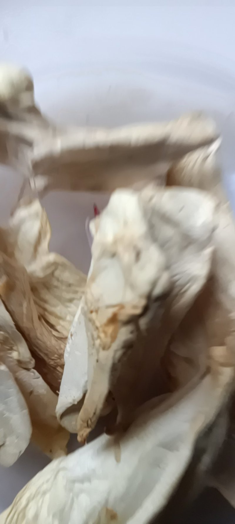 农民自种的竹荪自晒成干货，新鲜250克为—件包邮。