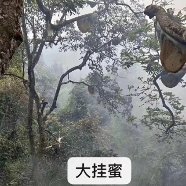 大挂蜜，是一种难得蜜，天然口味更好，浓度42度