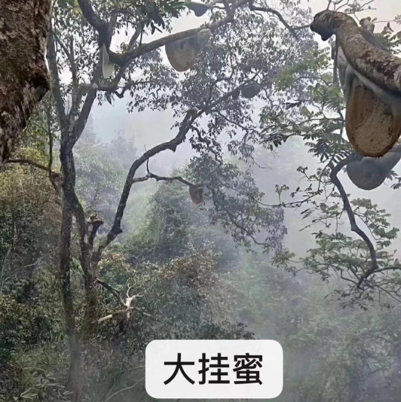 大挂蜜，是一种难得蜜，天然口味更好，浓度42度