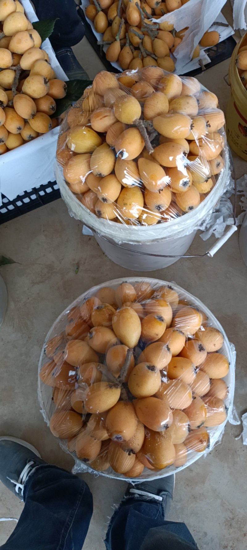 广西南宁武鸣夏黄枇杷