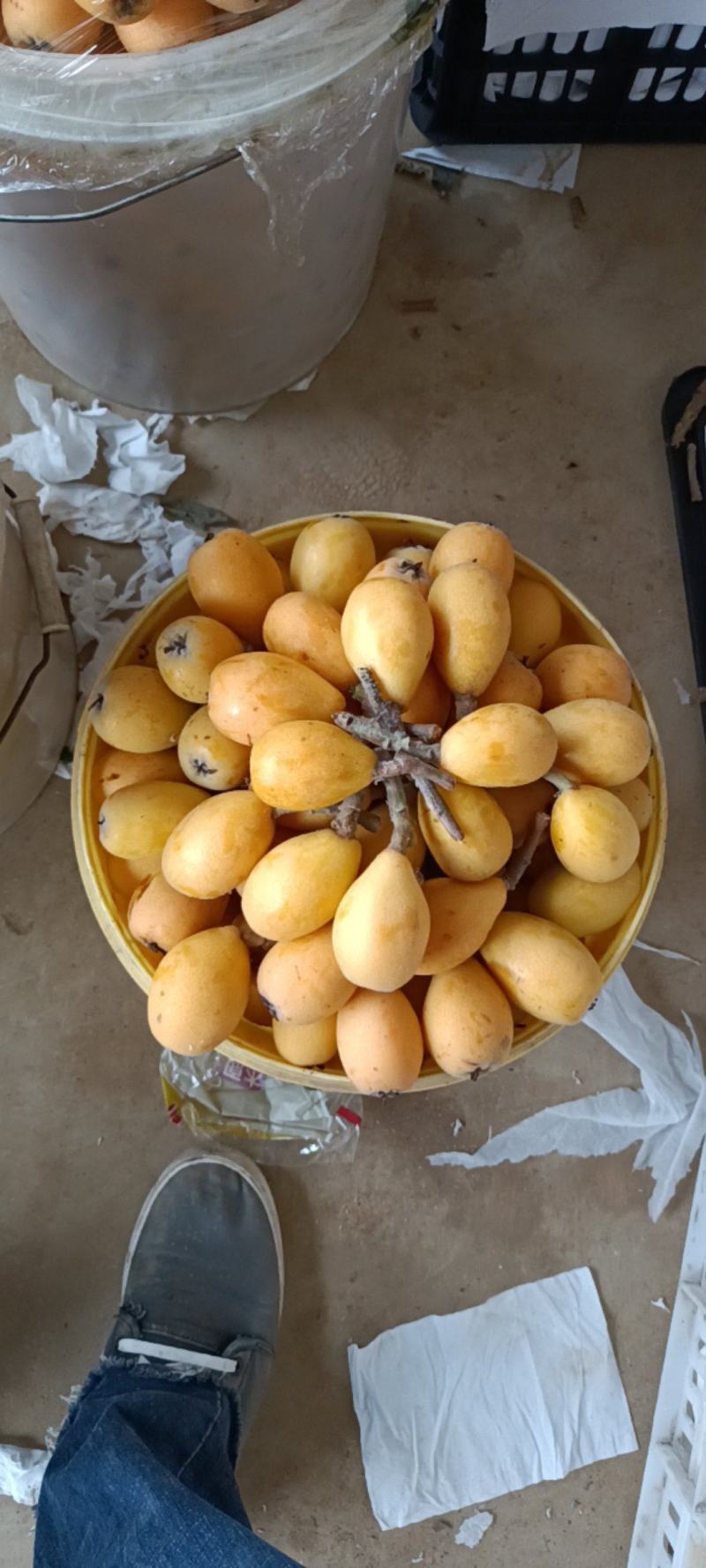 广西南宁武鸣夏黄枇杷