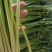 精品白帽蒜苔苔条长又绿，即将大量上市精品白帽蒜苔苔条长又