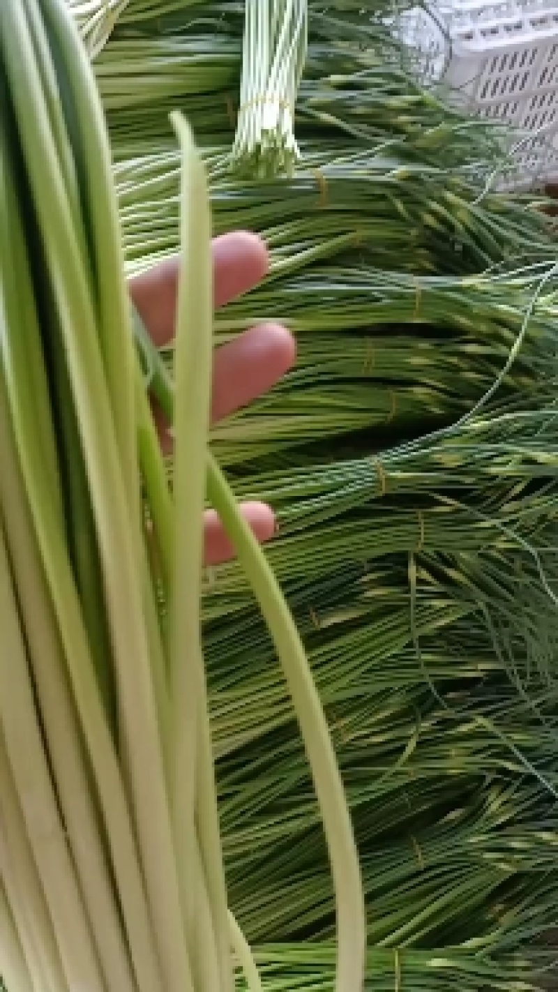 精品白帽蒜苔苔条长又绿，即将大量上市精品白帽蒜苔苔条长又