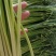 精品白帽蒜苔苔条长又绿，即将大量上市精品白帽蒜苔苔条长又