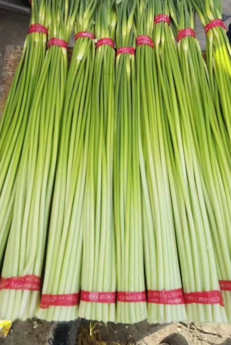 精品白帽蒜苔苔条长又绿，即将大量上市精品白帽蒜苔苔条长又