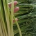 精品白帽蒜苔苔条长又绿，即将大量上市精品白帽蒜苔苔条长又