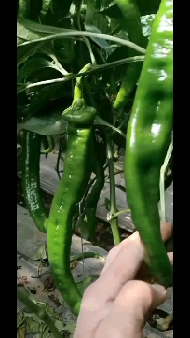 螺丝椒
