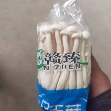 赣臻白玉菇