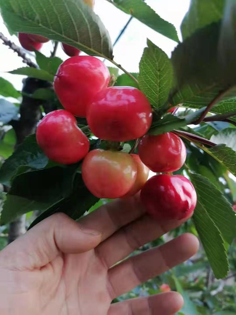 沂蒙山大樱桃价格低，质量好口感脆甜，全国发货，货源充足。